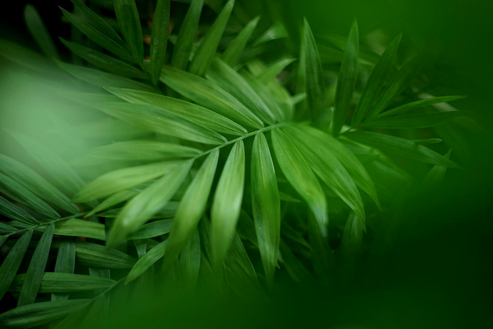 Prim-plan cu frunze verzi de plantă reprezentând originea naturală vegetală a Bakuchiol în skincare