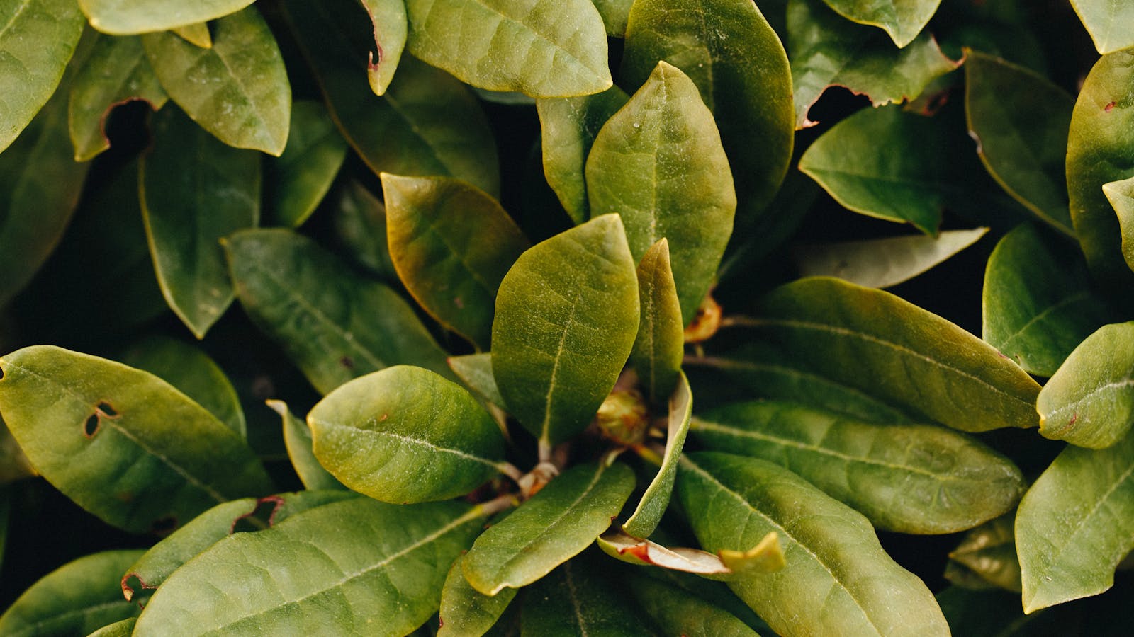 Centella Asiatica (Cica): ingredientul reparator K-Beauty